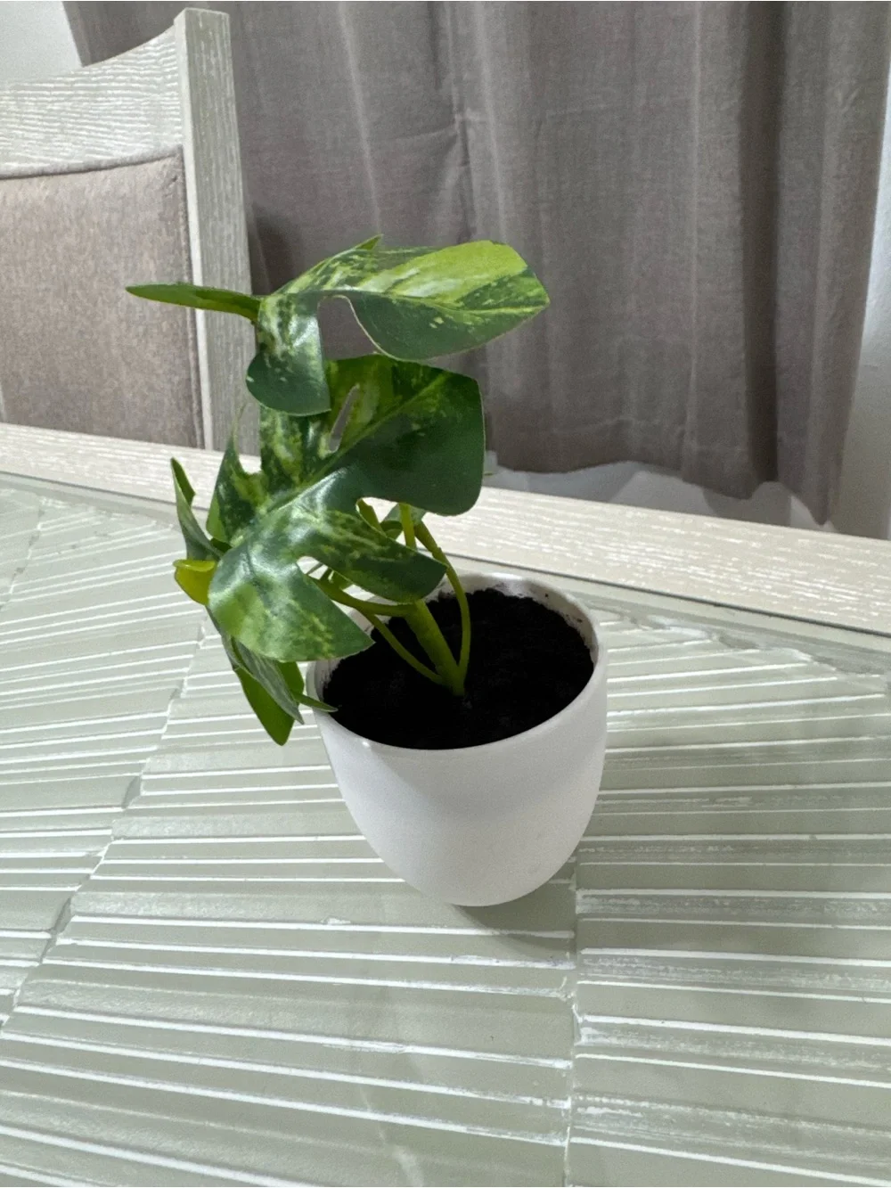 Modern White Planter with Variegated Green Monstera-Style Plant